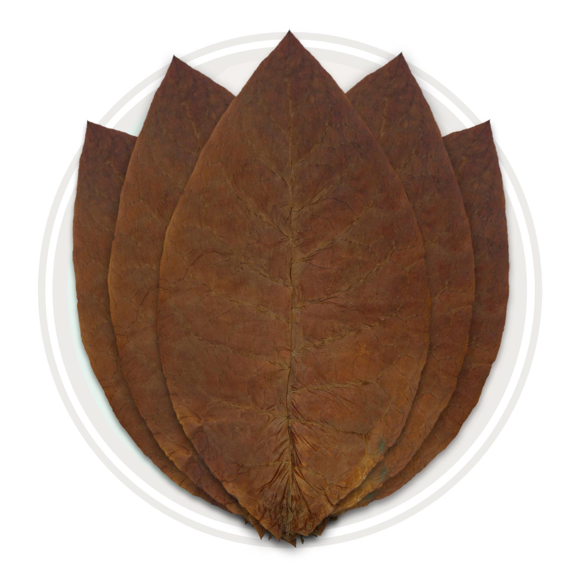 Habano wrapper leaf