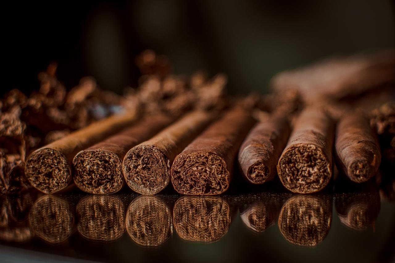 Close-up of freshly rolled premium cigars